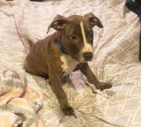 Stolen Dog