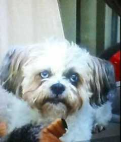 Stolen Dog