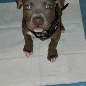 Stolen Dog