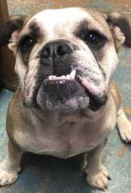 Stolen Dog