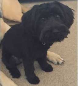 Stolen Dog