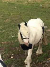 Stolen Horse