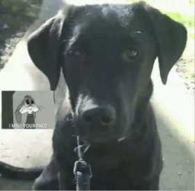 Stolen Dog