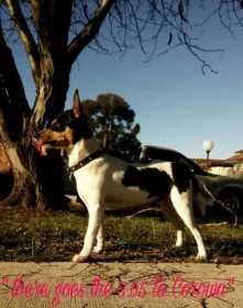 Stolen Dog