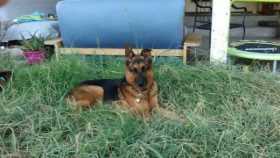 Stolen Dog