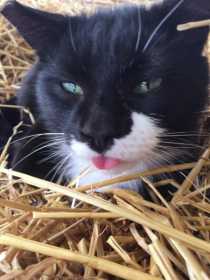 Stolen Cat