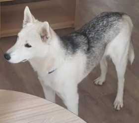 Stolen Dog