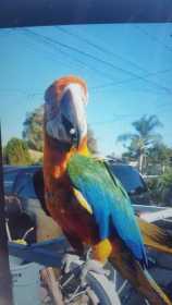 Stolen Macaw