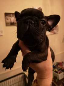 Stolen Dog