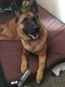 Stolen Dog