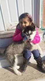 Stolen Dog