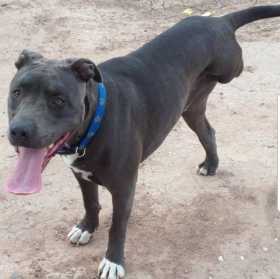 Stolen Dog