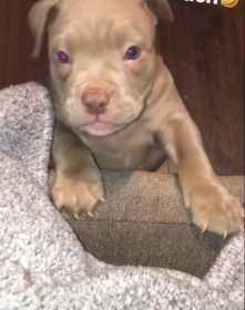 Stolen Dog