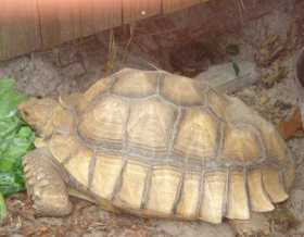 Stolen Tortoise