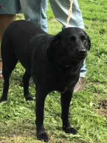 Stolen Dog