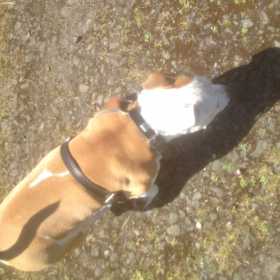 Stolen Dog