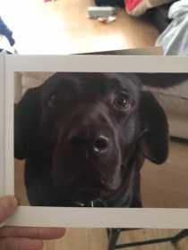 Stolen Dog