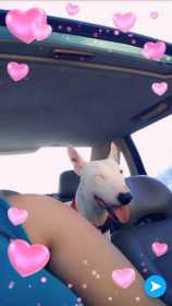 Stolen Dog