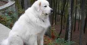 Stolen Dog