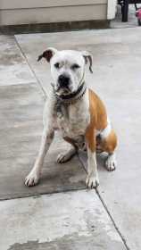 Stolen Dog