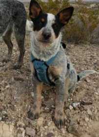 Stolen Dog