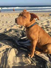 Stolen Dog