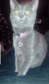 Stolen Cat