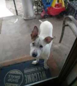 Stolen Dog