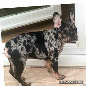 Stolen Dog