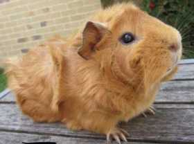 Stolen Guinea pig