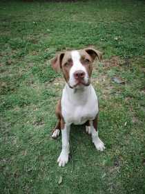 Stolen Dog