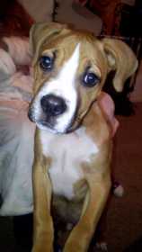 Stolen Dog