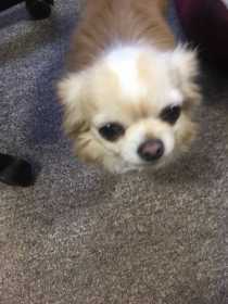 Stolen Dog