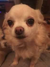 Stolen Dog