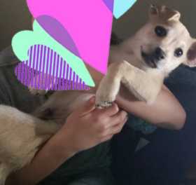 Stolen Dog