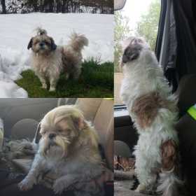 Stolen Dog