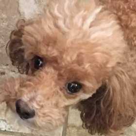 Stolen Dog