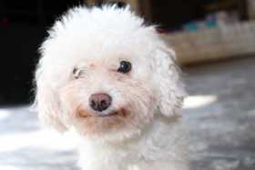 Stolen Dog