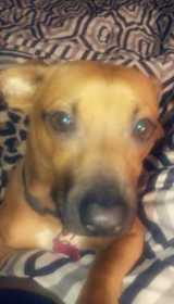 Stolen Dog