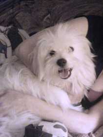 Stolen Dog