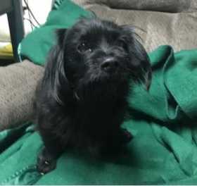 Stolen Dog