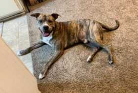 Stolen Dog