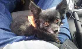 Stolen Dog