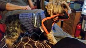 Stolen Dog