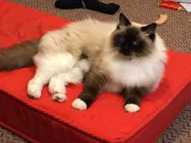 Stolen Cat