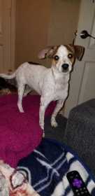Stolen Dog