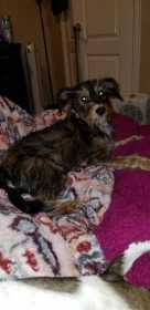 Stolen Dog