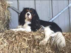 Stolen Dog