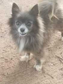 Stolen Dog