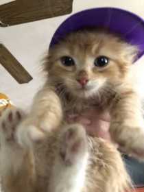 Stolen Cat